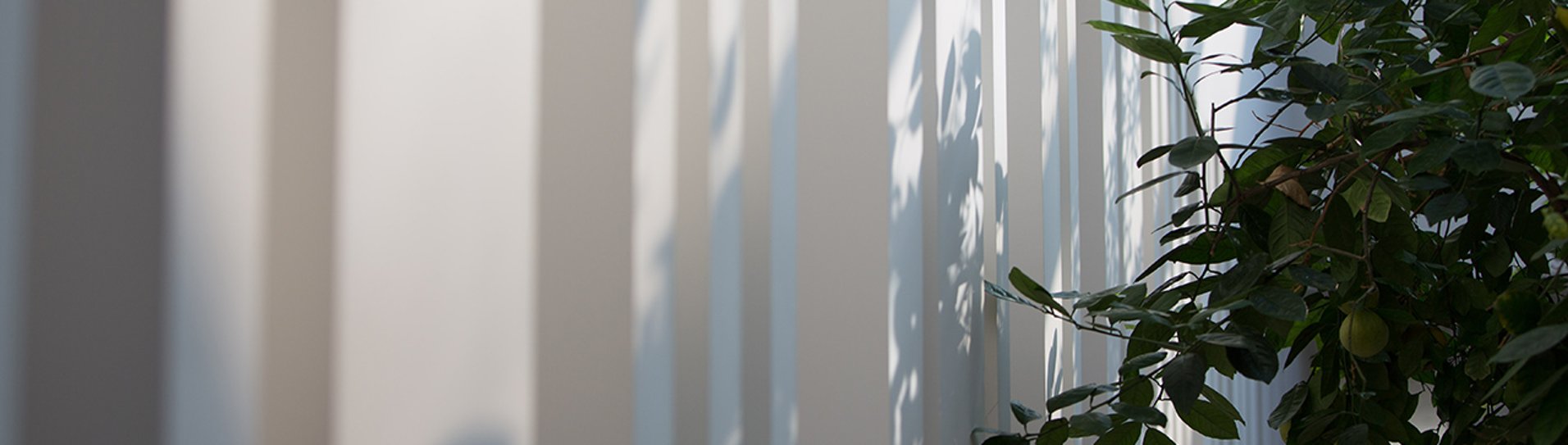 Talking to Anna Ferrer about Biophilic Design Talking to Anna Ferrer about Biophilic Design